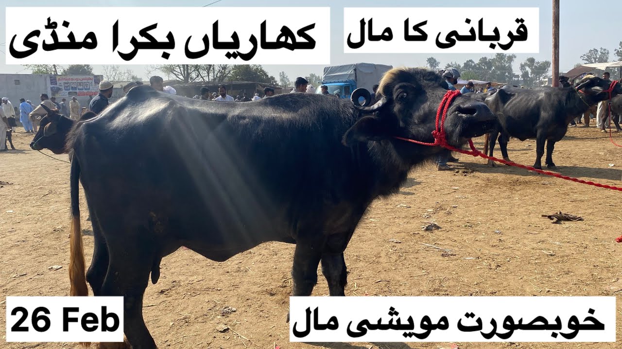 کھاریاں مال منڈی ریٹس 