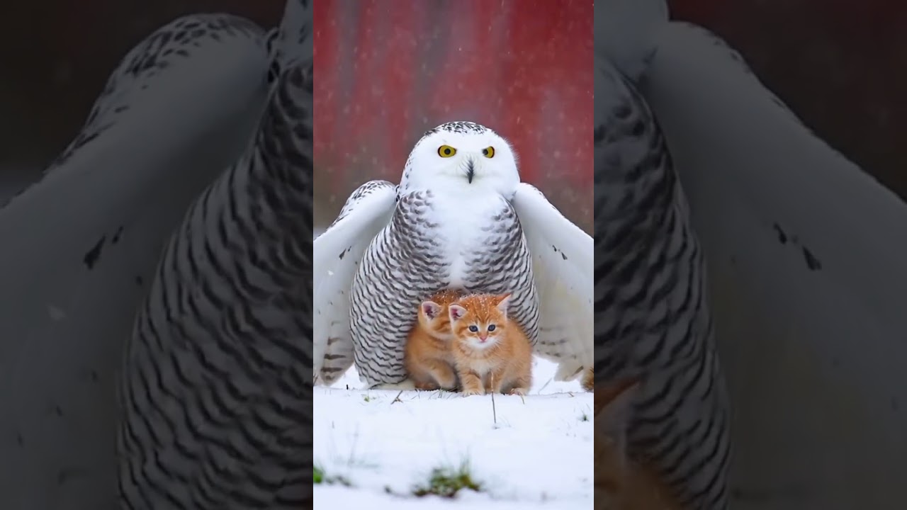 A Snowy Owl Shelters a Freezing Kitten in the Heart of Winter 