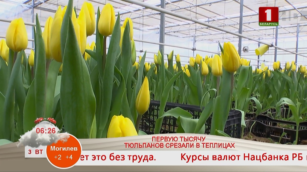 Добрай раніцы, Беларусь. ПЕРВУЮ ТЫСЯЧУ ТЮЛЬПАНОВ СРЕЗАЛИ В ТЕПЛИЦАХ