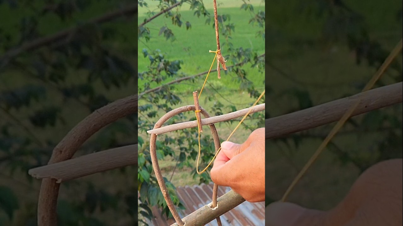 Parrot Catching Technique ✔️ Best Bird Trap 💡 #shorts #youtubeshorts