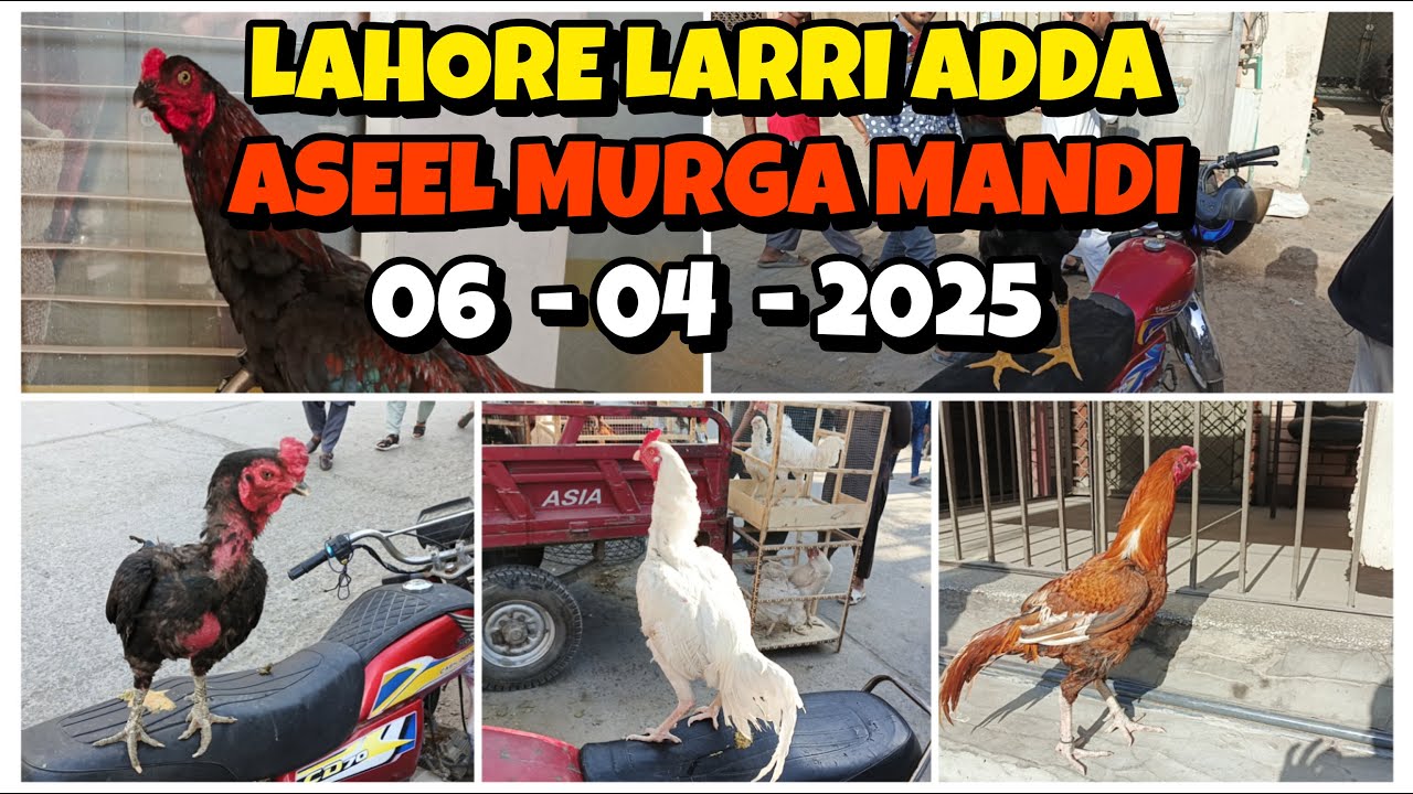 Lahore Aseel Murga Mandi || Lahore Lari Adda Aseel Murga Mandi 2025 || Lari Adda Aseel Market 2025