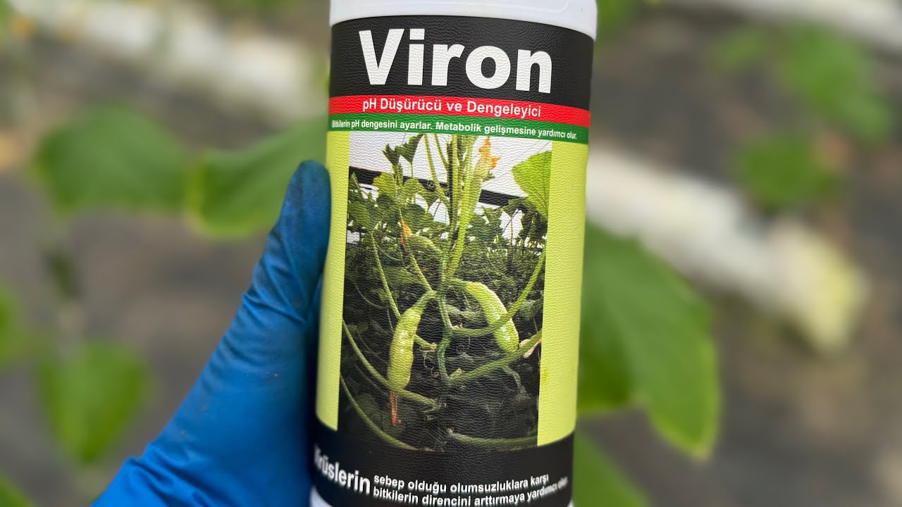 Вирулицид Вирон (Viron) противовирусное средство. Сборы огурца.Гидропоника.