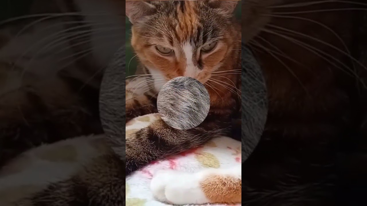 Матяша и Марыся говорят вам всем С ДОБРЫМ УТРОМ!