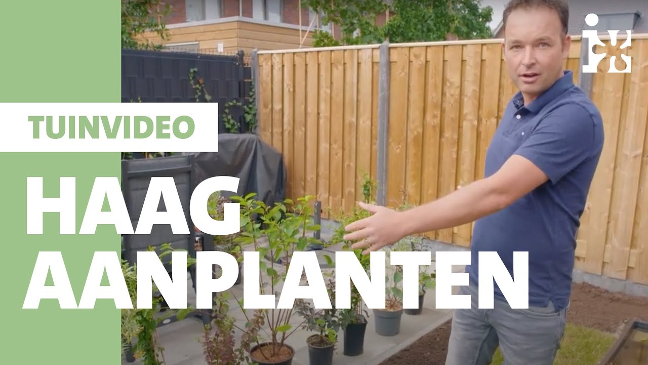 Intratuin - Haag aanplanten