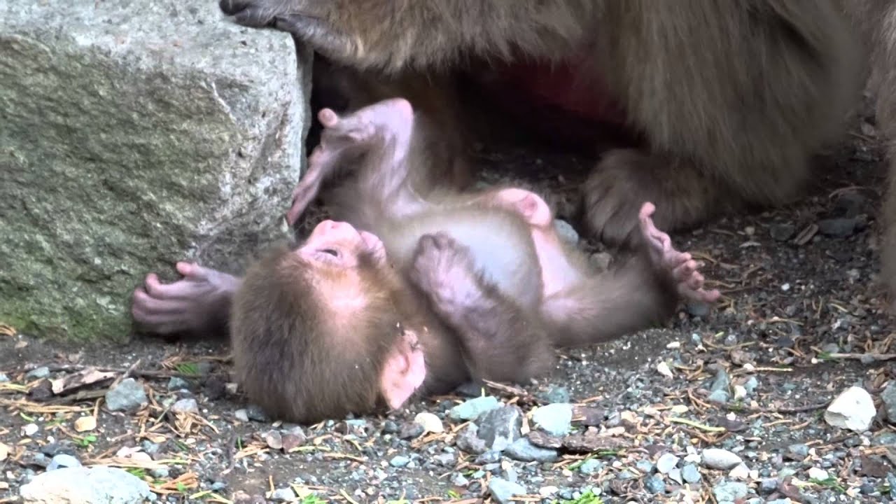波勝崎苑の子猿217