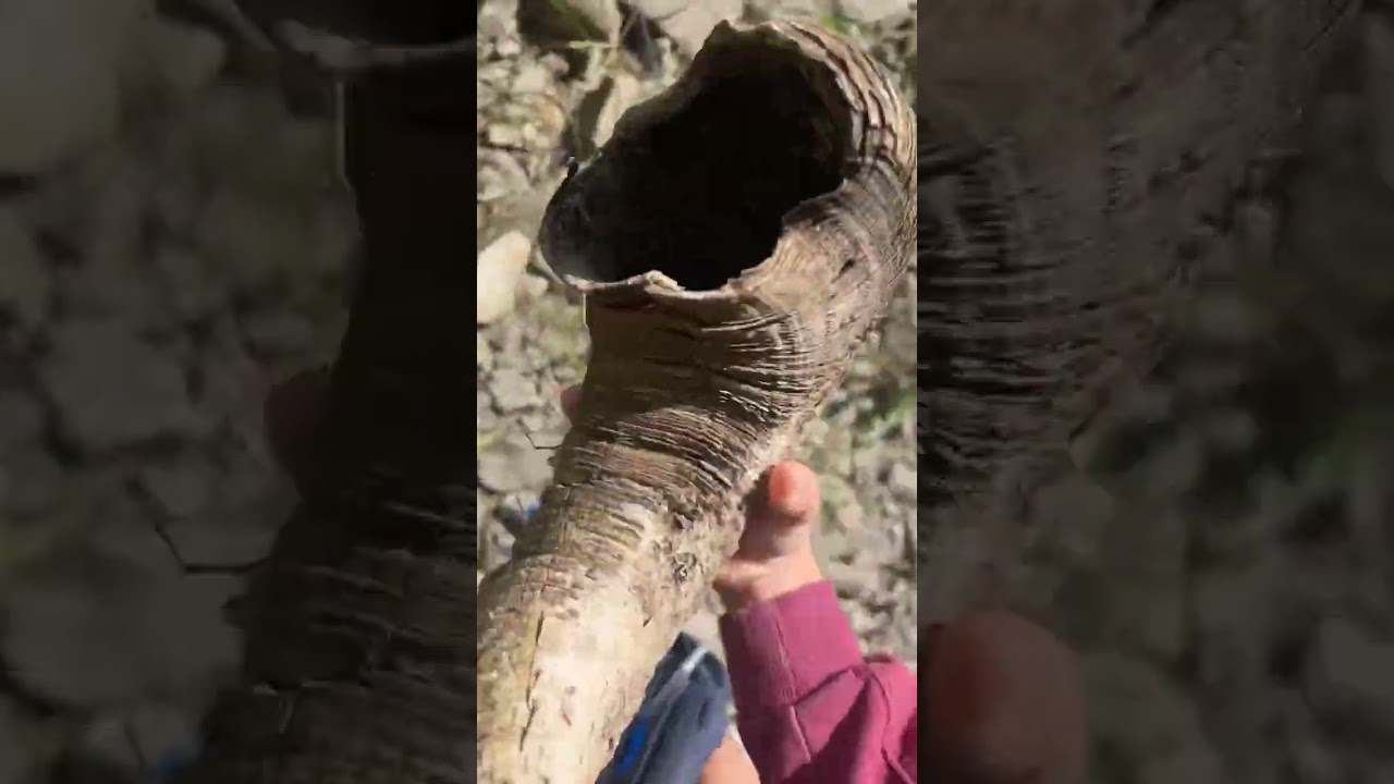 Bighorn sheep horn found while hiking