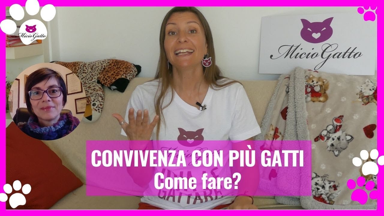 Convivenza tra più gatti e introduzione gatti in casa!