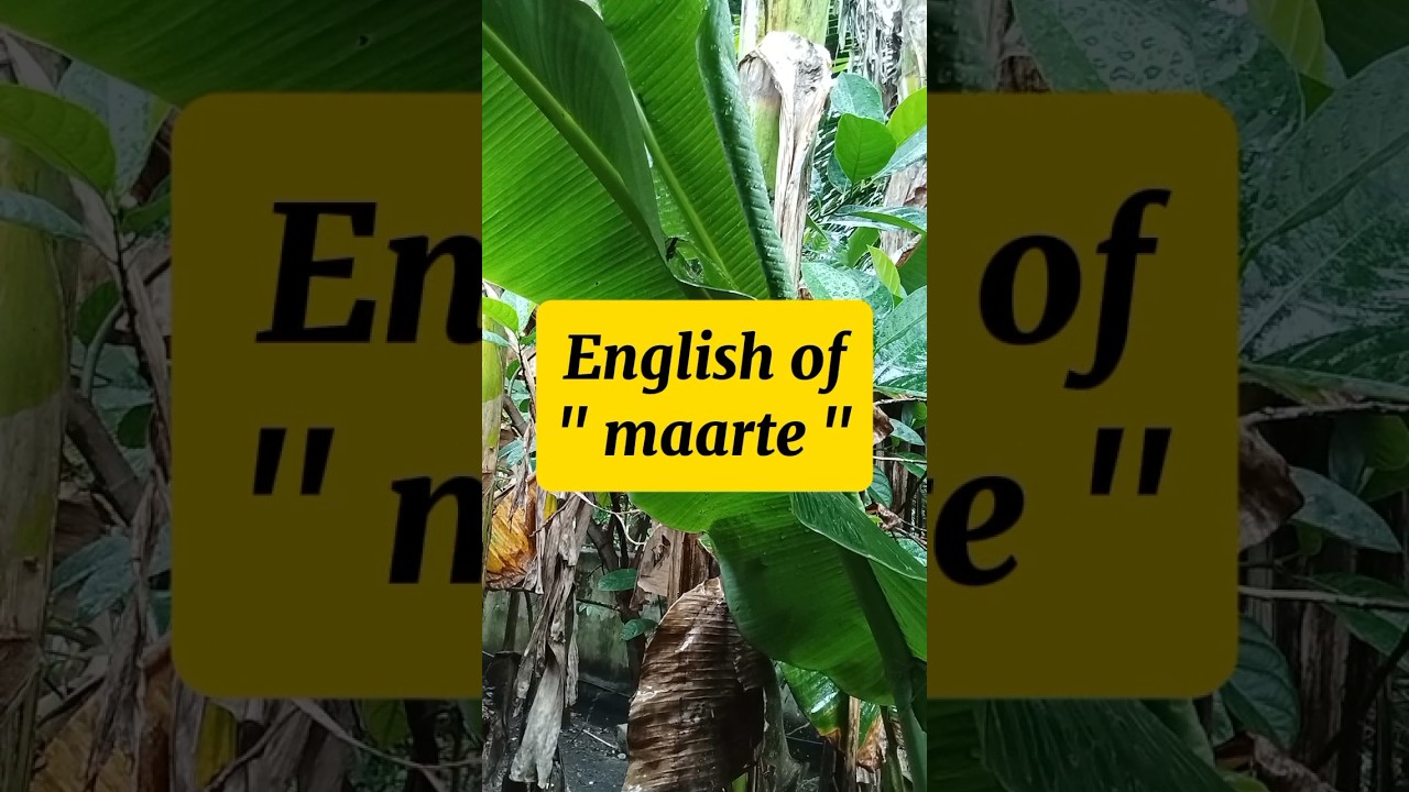 Ano ang English ng Maarte