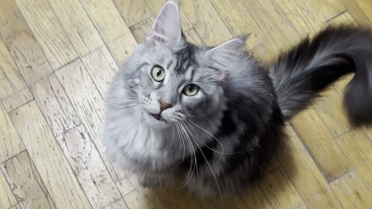 110 mins - Complete Second Season of The Meep Patrol #cute #mainecoon #cat