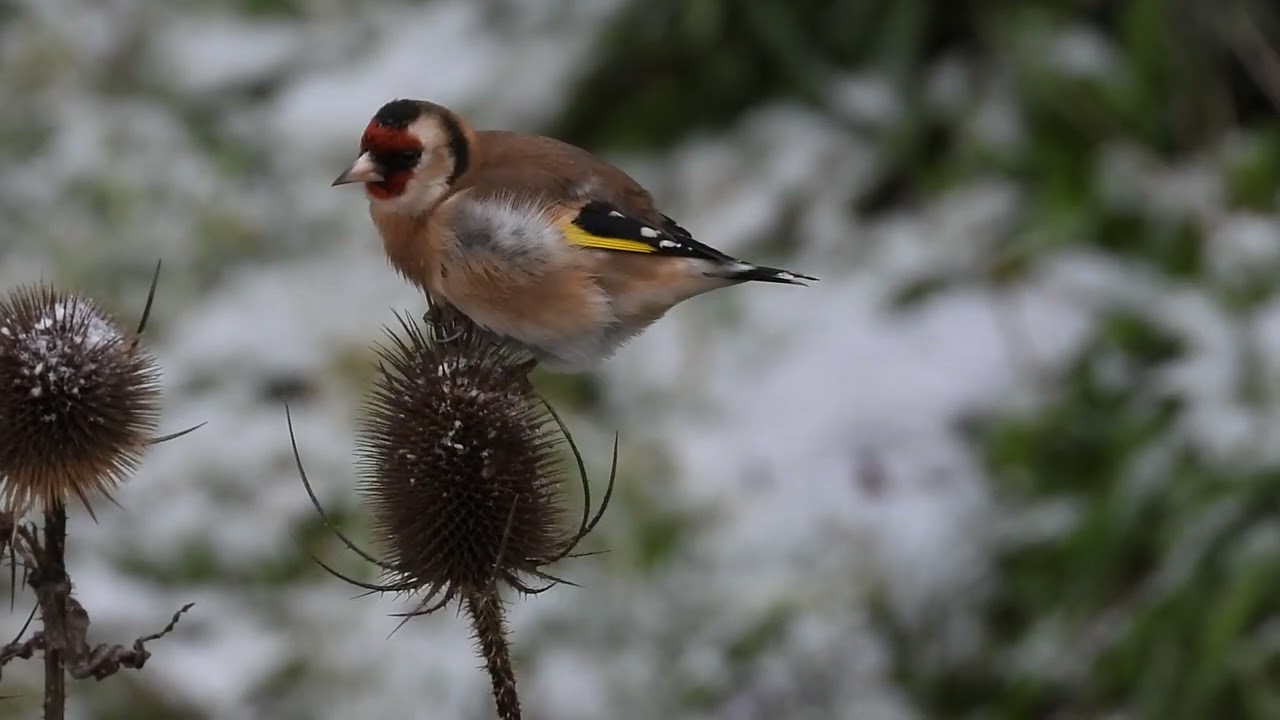 goldfinch