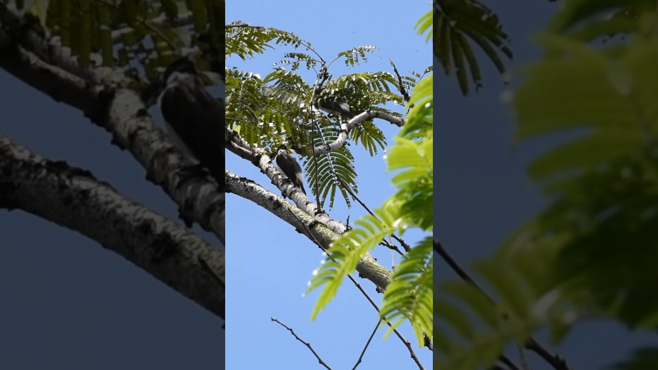 Cucak kutilang adalah sejenis burung pengicau #burungmania #burungkicau #birds #birdsounds #wildlife