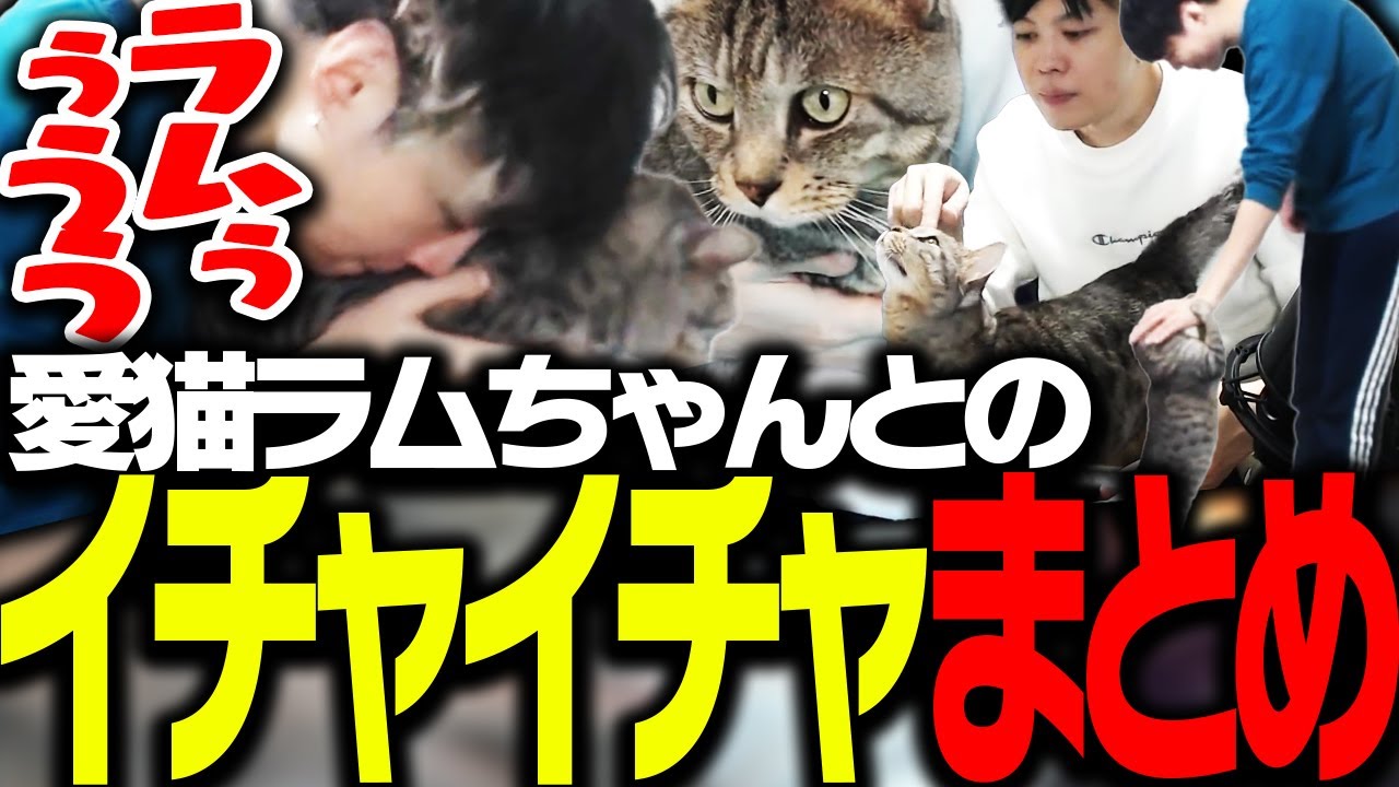 愛猫ラムちゃんとSPYGEAのイチャイチャまとめ