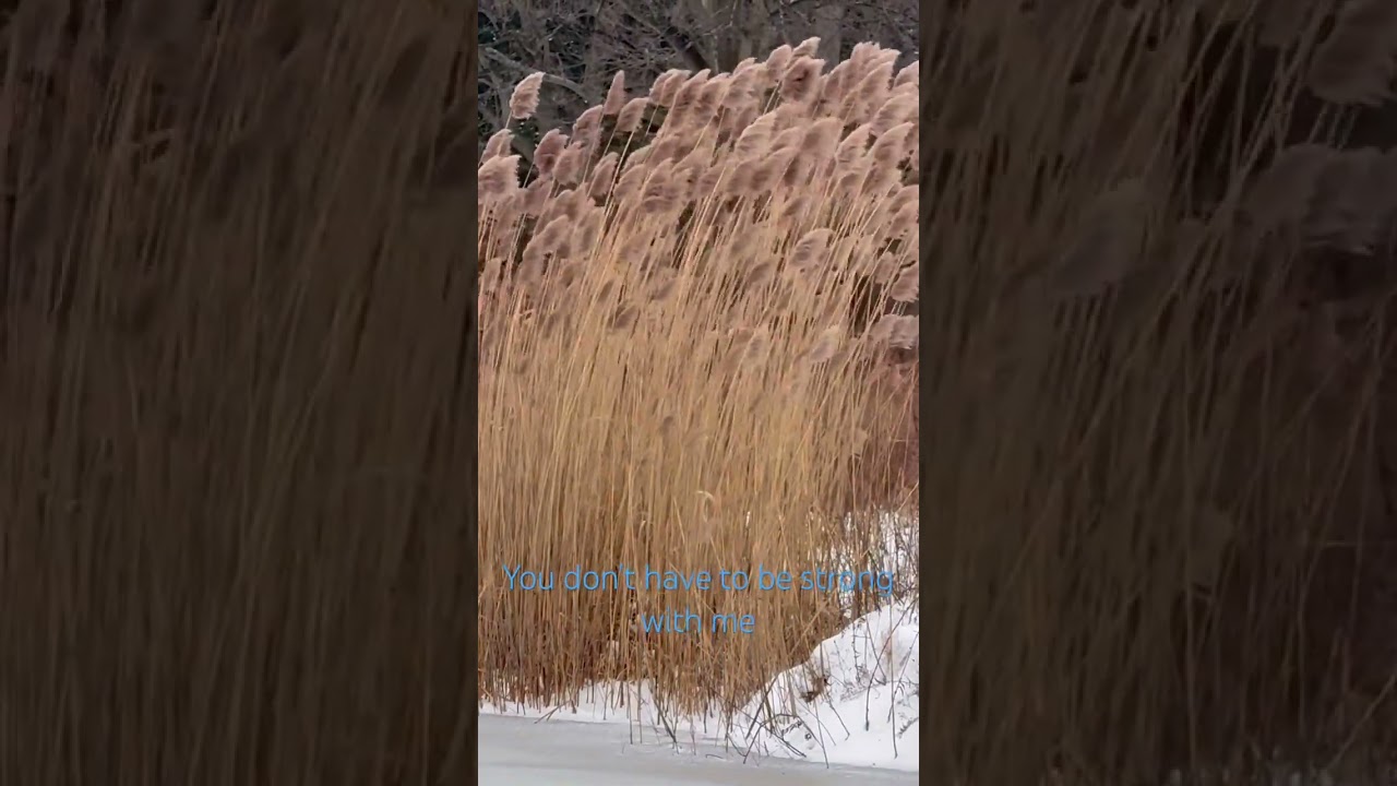 Calming Nature Scene | Snowy Pond and Wind in the Grass
