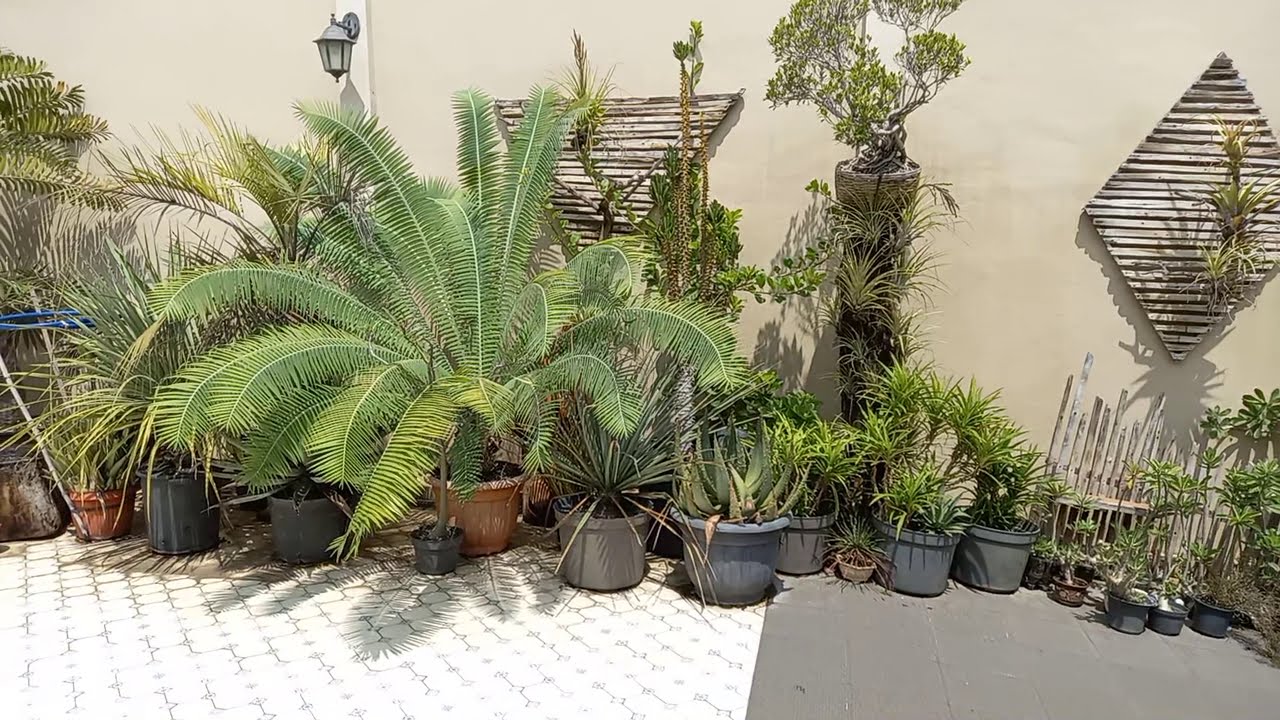 ENCEPHALARTOS TERMAHAL ,CYCADS HARGA MILYARAN || seharga mobil lamborghini || tanaman langka