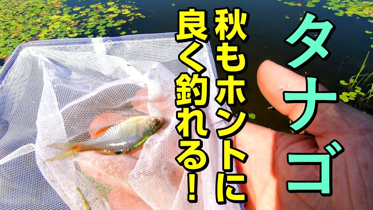 初秋の埼玉の野池でタナゴ釣り！エサ・仕掛け・道具の解説あり