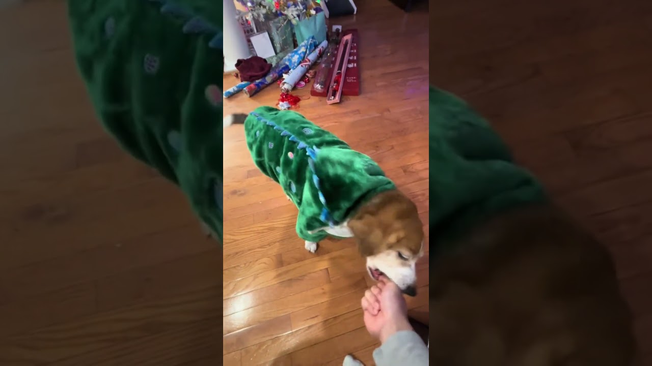 Dog With No CHILL 😂🐕