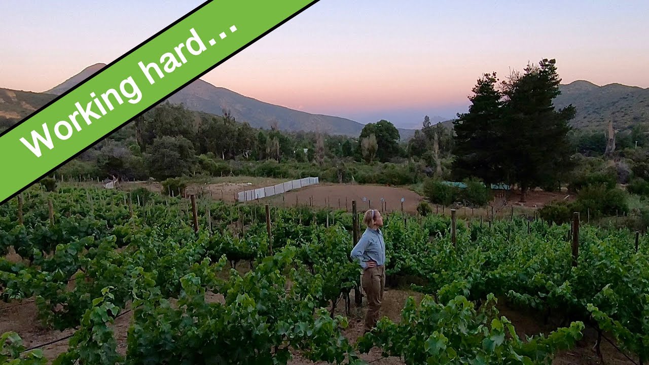WWOOF Chile Part 1: Horse Farm and Vineyard