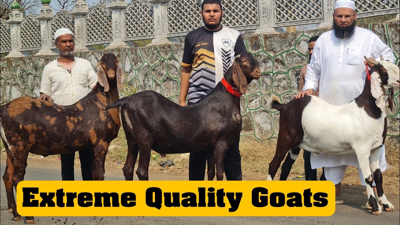115 KG Ajmera & 108 KG Sojat at Silver Agro & Livestock Goat Farm