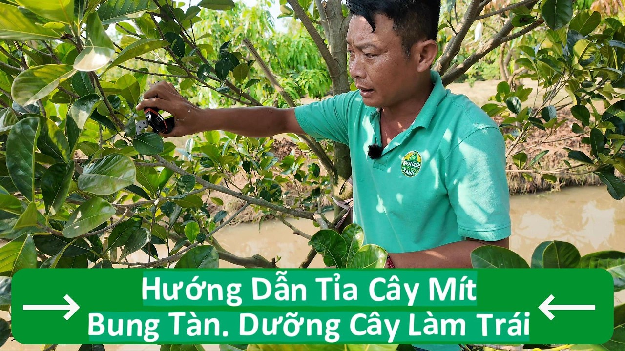 Hướng Dẫn Tỉa (Rửa) Cây Mít Bung Tàn Và Chuẩn Bị Làm Trái
