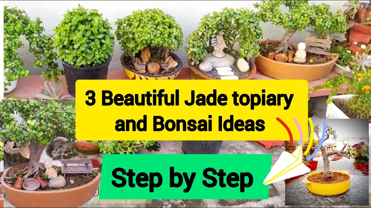 3 Beautiful Jade plant Topiary And Bonsai Step by Step / 3 Jade Bonsai और Topiary आइडिया #youtube
