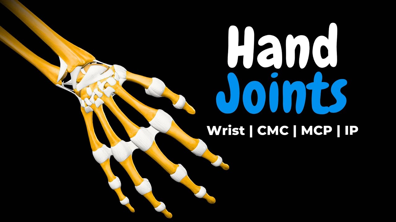 Wrist & Hand Joints (Radiocarpal, Intercarpal, CMC, MCP & IP) | Anatomy