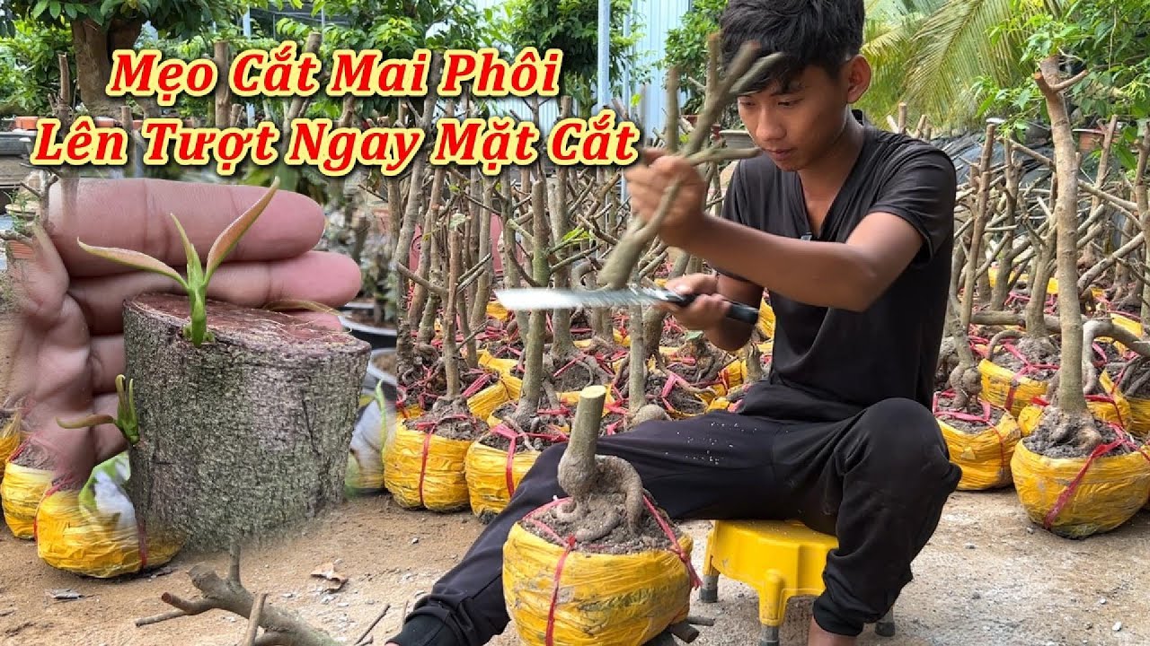 Mẹo Cắt Mai Phôi Lên Tượt Ngay Mặt Cắt - Mai Vàng Duy Hiếu