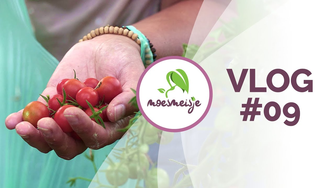 MOESTUINVLOG #9 | Moestuin in augustus/september | zaaien begin september | nateelt