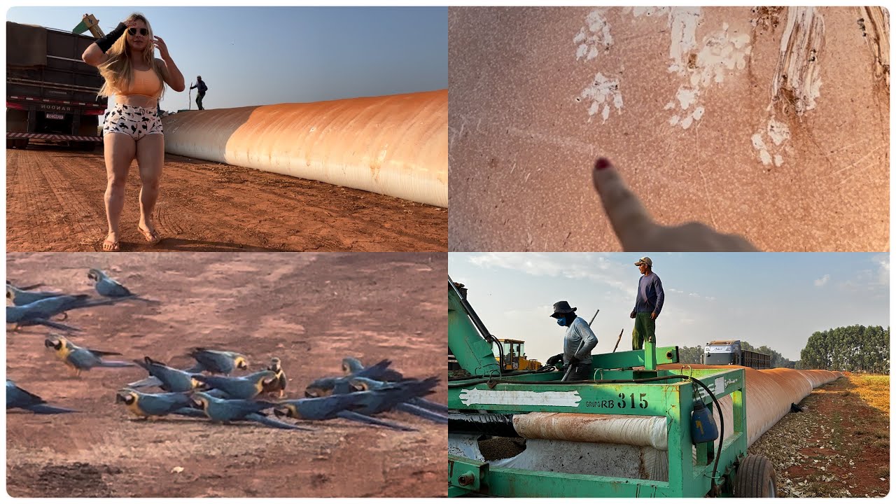 Pegada de onça, araras.. Queimando tudo no pantanal..