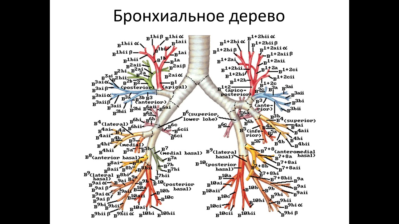 Дыхательная недостаточность и острый респираторный дистресс синдром (1 часть)