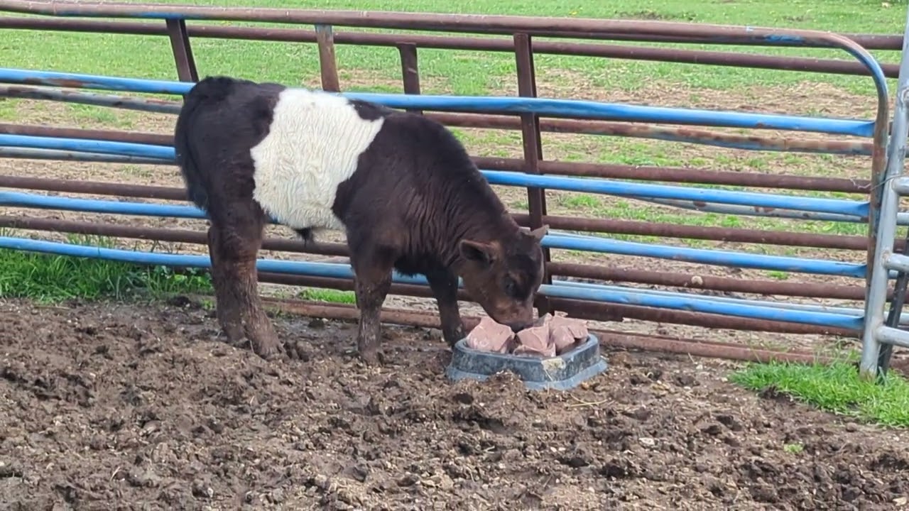 Cowboy (cow calf) Likes the Mineral Block