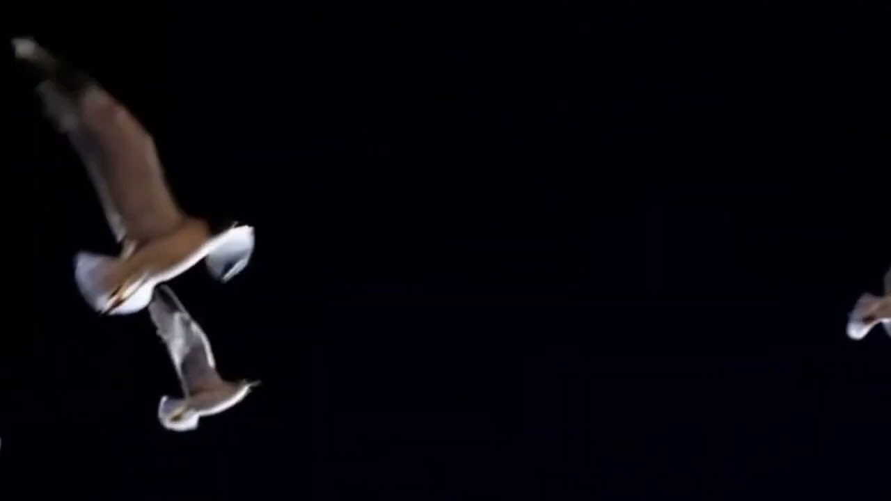 살아있음을 느껴 (I Feel Alive)