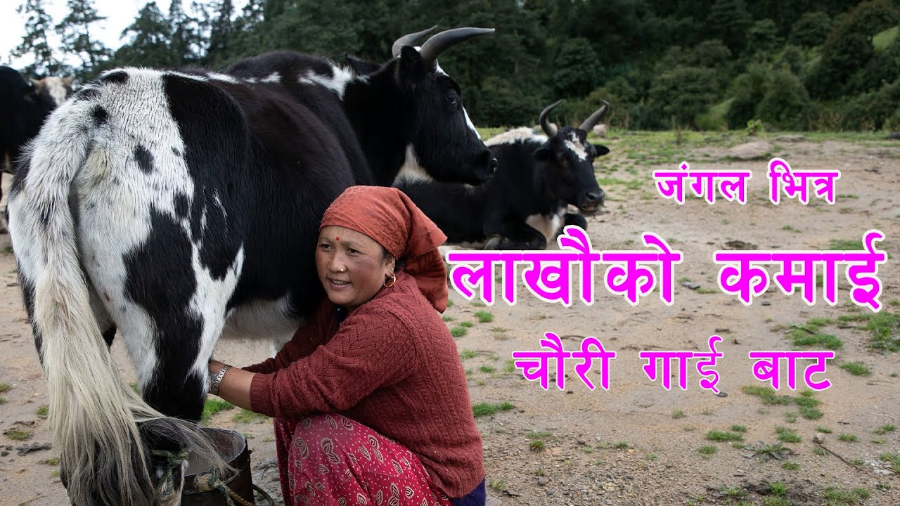 #YAK#CHAURI#SHAILUNG बार्षिक लाखौको कमाई  गर्छन चौरीगाईको घ्यु र छ्युर्प्रीबेचेर  नेपालमा