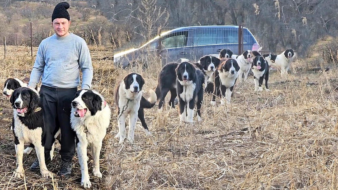 30 буковинских овчарок и ворон в деревне Батрани, Фату-Илье, округ Прахова