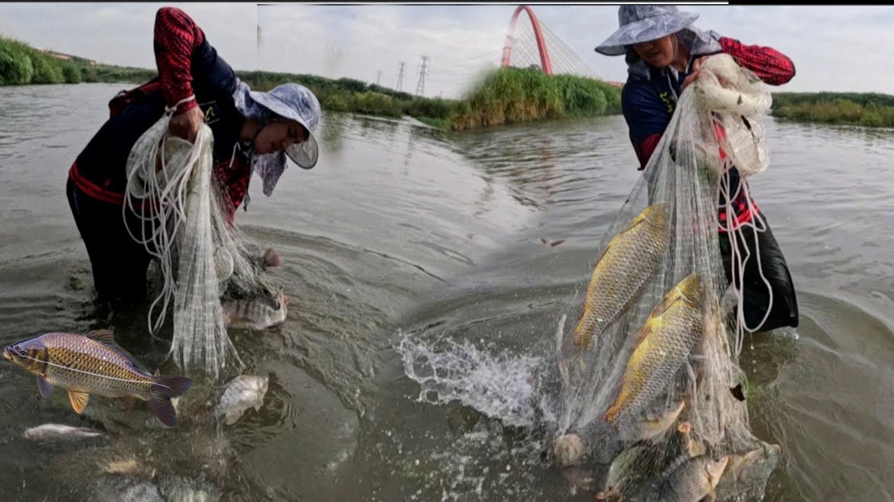 Libong isda Nagpapahinga SA AGOS Ng ilog