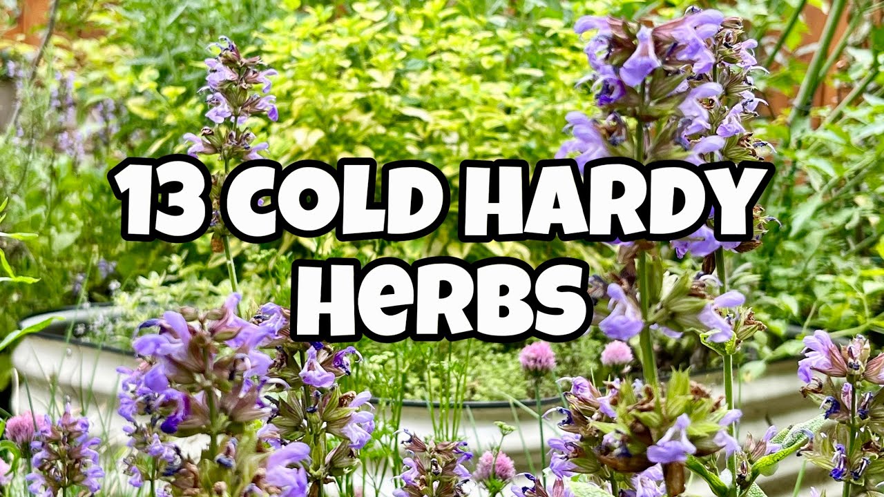 13 Cold Tolerant  Herbs You Should  Grow