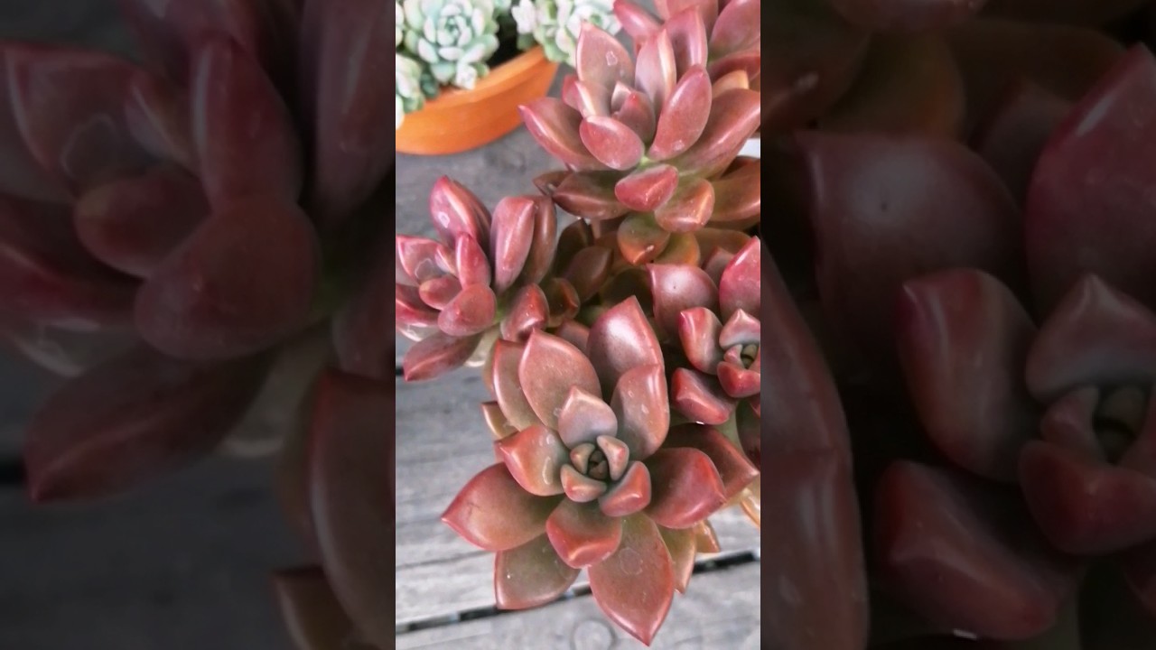 Graptosedum vera higins, sedum bronze #jardineria #suculentalove#plantas #garden #macetassuculentas