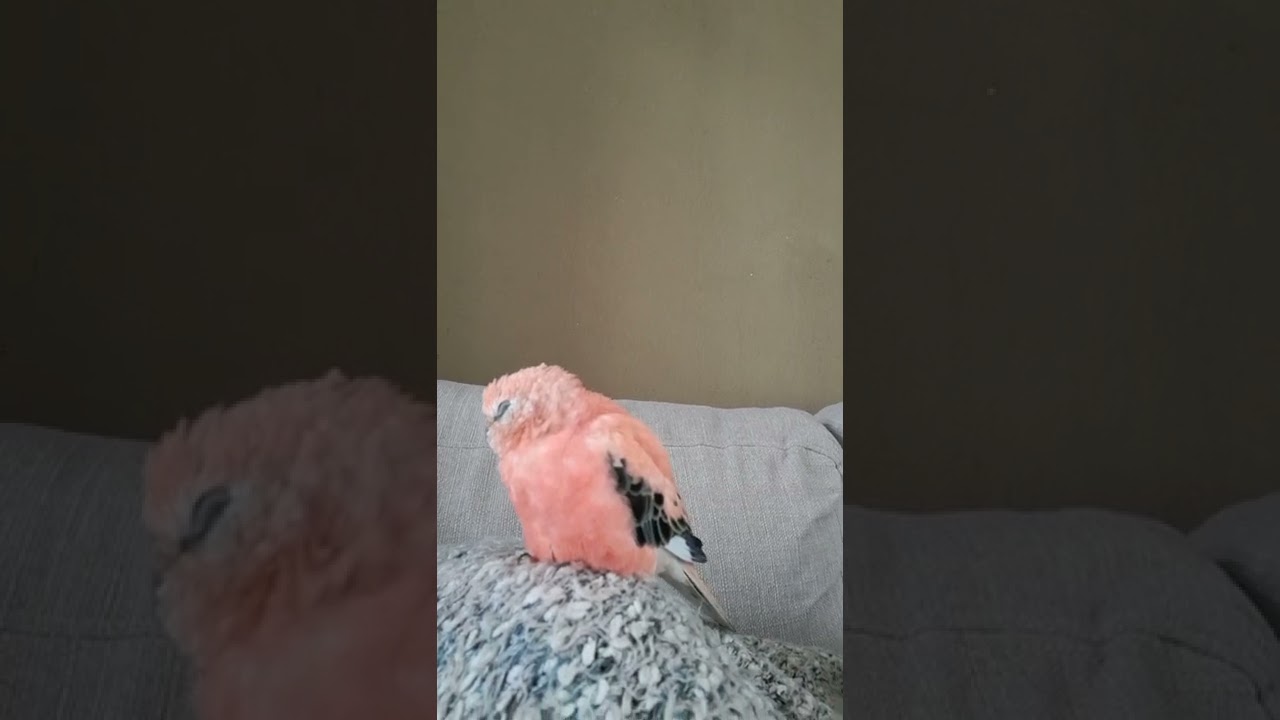 rosey bourke parakeet singing (very sleepy)