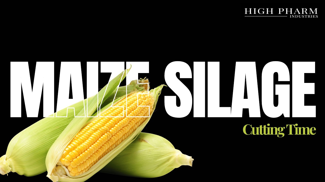 Maize Silage Part 2: The Moment That Defines Silage