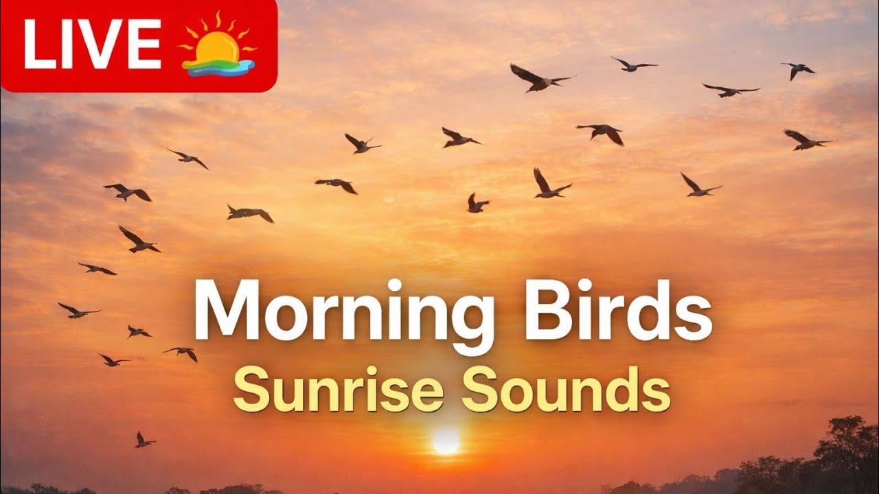 Morning Birds 🐦 Sunrise Sounds | Peaceful Nature Live
