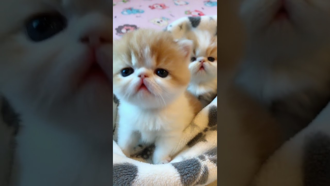 Angry Cat😾   Super Pets Reaction Videos # 453