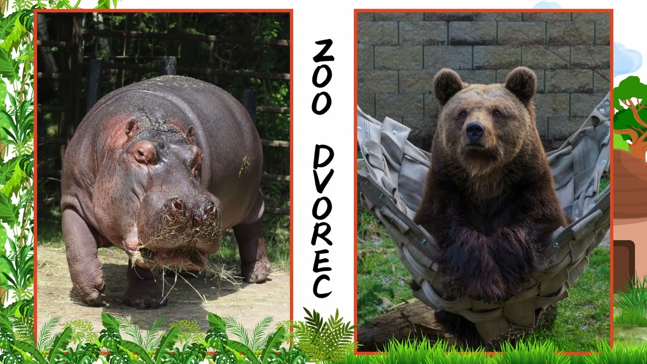 ZOO Dvorec 2024