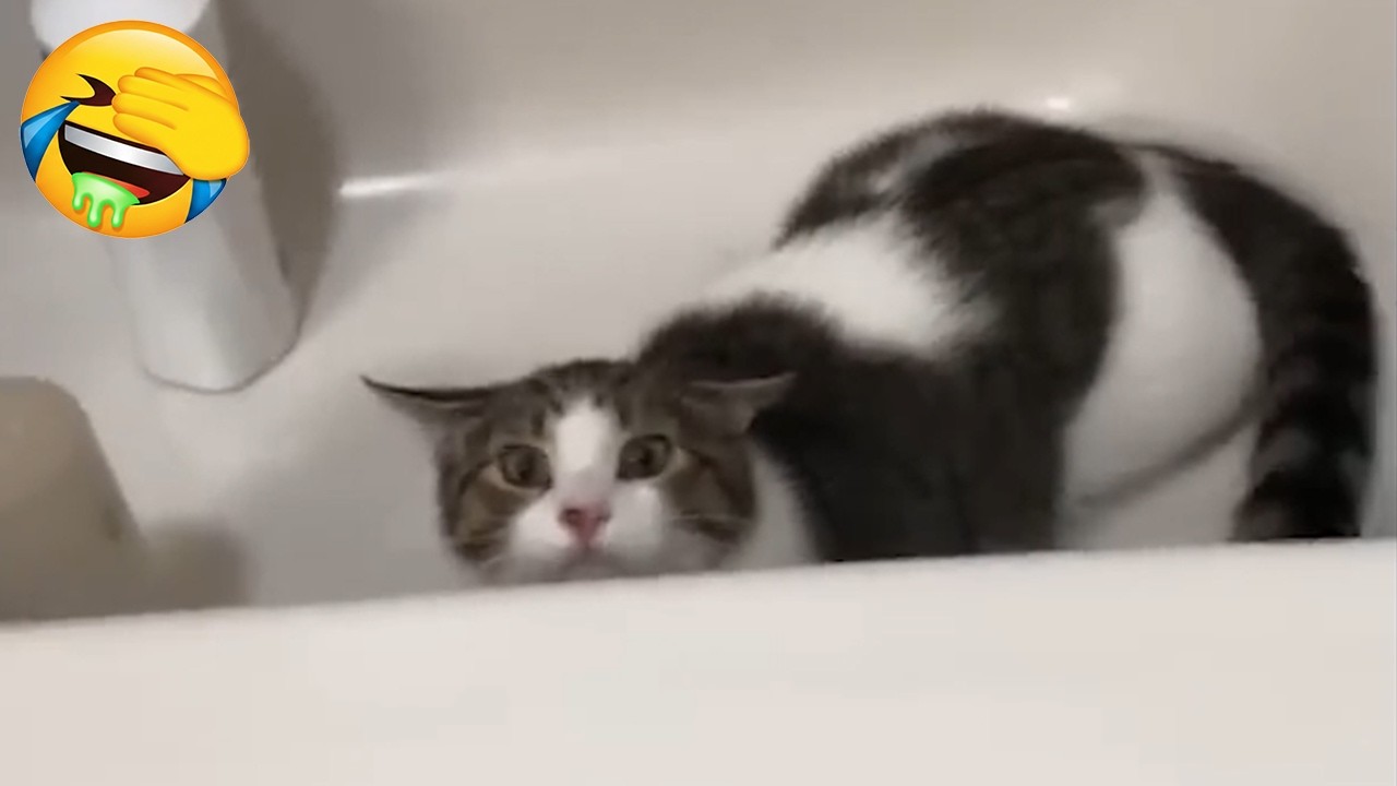 Try Not To Laugh - CUTE and FUNNY CATS - Daily Supply of Internet Cats EP15