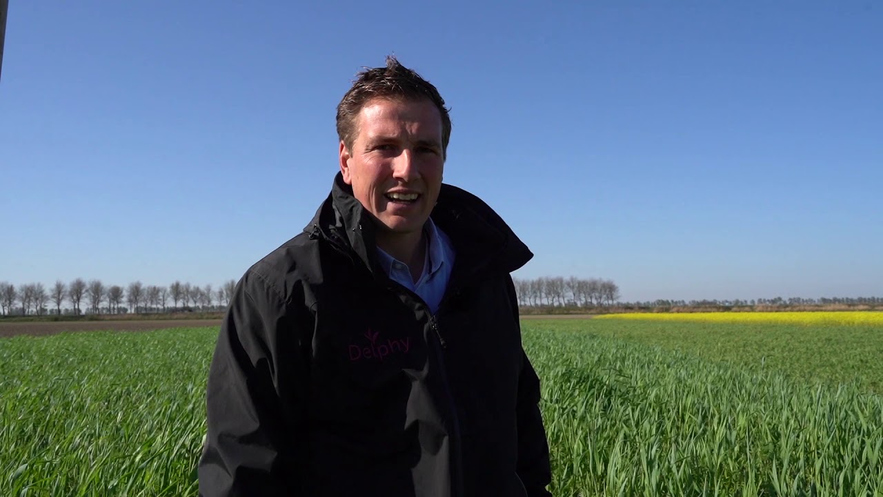 Groenbemester bij een late zaaidatum