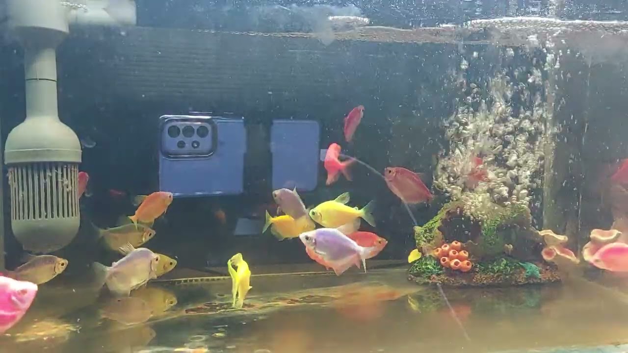 Relaxing Aquarium Fish Tank Sounds no music