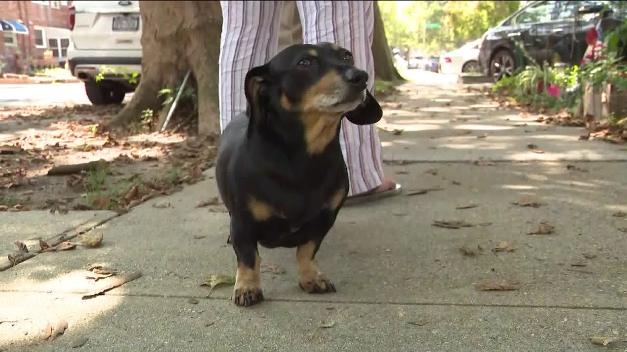 Residents of Brooklyn neighborhood warn someone is killing pets with poison