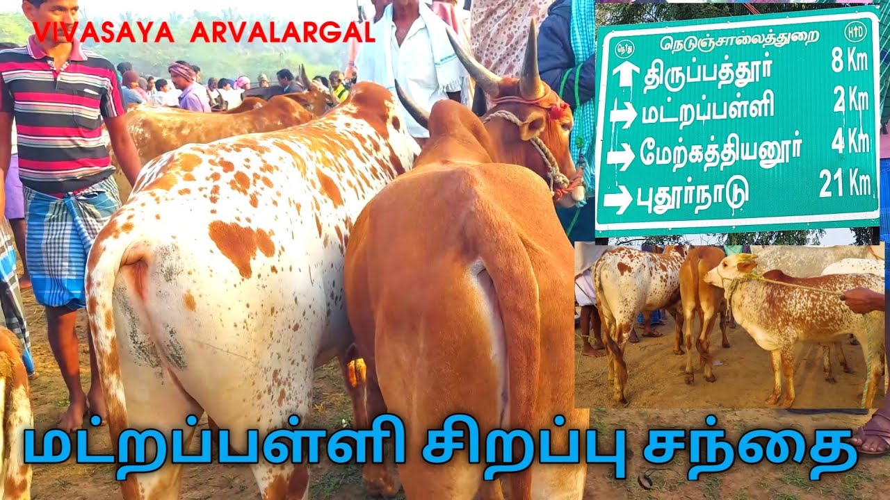 இந்த மட்றப்பள்ளி சந்தைக்கு ஒரு தனி சிறப்பு உண்டு | துவரைப்படை சேவளபடை நாட்டு மாடுகள் #cowmarket