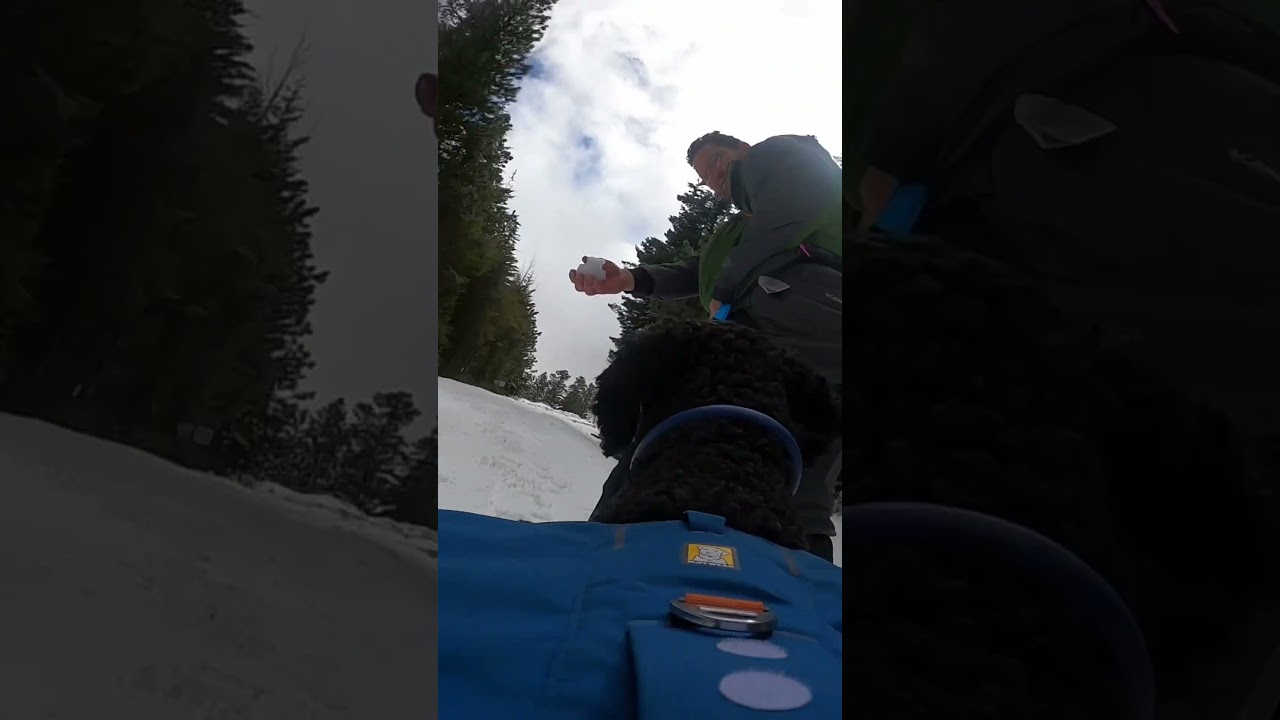 Go snowshoe, dog go ￼