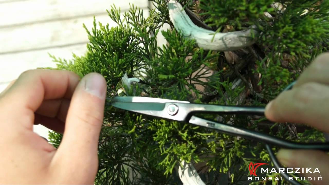 Juniperus Sabina - Nehézszagú boróka ritkítás