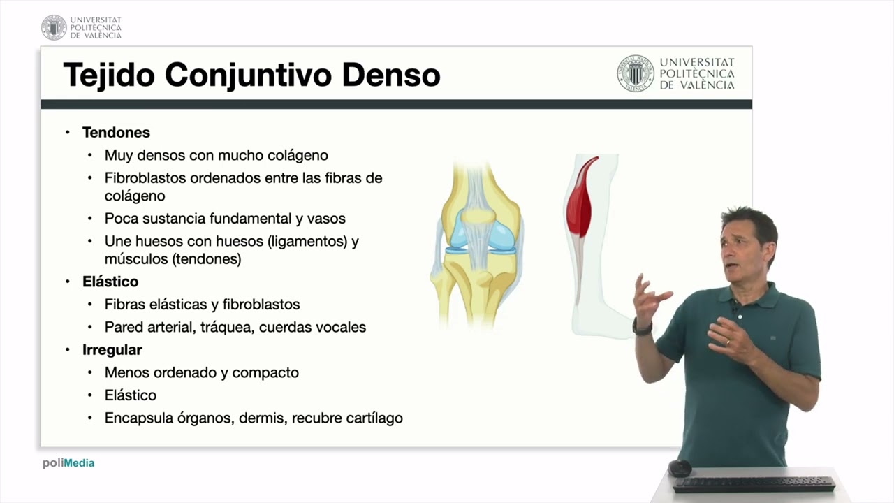 Tejido Conjuntivo poco denso y denso. | 53/60 | UPV