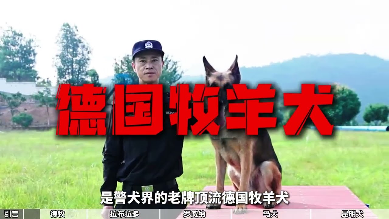 中国警犬五大顶流盘点！德牧昆明犬各显神通，谁才是警队“全能战神”？